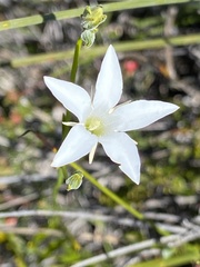 Orianthera