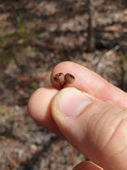 Eucalyptus helidonica