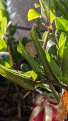 Jamides bochus formosanus