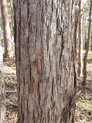 Eucalyptus helidonica