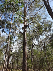 Eucalyptus pilularis