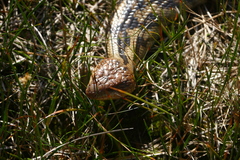 Tiliqua nigrolutea