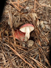 Russula cessans