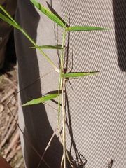 Ottochloa nodosa