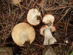 Russula cessans