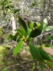 Persoonia cornifolia