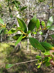 Persoonia cornifolia