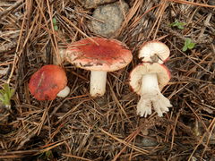 Russula cessans