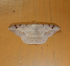 Calletaera subexpressa