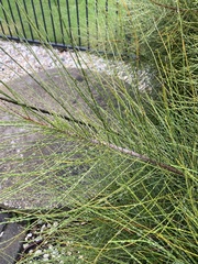 Casuarina equisetifolia