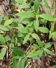 Ruellia squarrosa