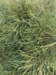 Casuarina equisetifolia