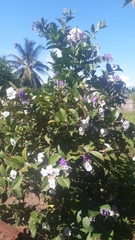 Brunfelsia pauciflora
