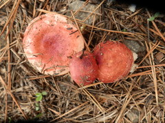 Russula cessans