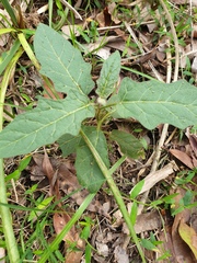 Solanum stelligerum