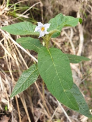 Solanum stelligerum