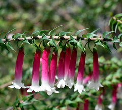Epacris longiflora