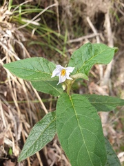 Solanum stelligerum