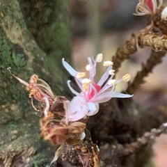 Cynometra cauliflora