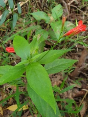 Ruellia brevifolia