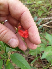 Ruellia brevifolia