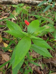 Ruellia brevifolia