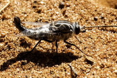 Apiocera