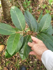 Viburnum odoratissimum