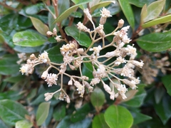 Olearia avicenniifolia