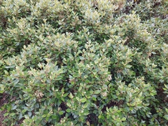 Olearia avicenniifolia
