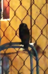 Strix virgata
