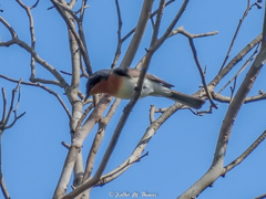 Myiagra cyanoleuca