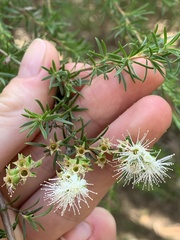 Kunzea ambigua