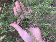 Kunzea ambigua