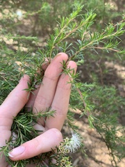 Kunzea ambigua