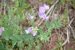 Lathyrus pauciflorus utahensis