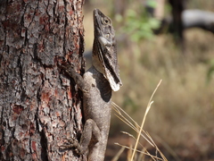 Chlamydosaurus kingii