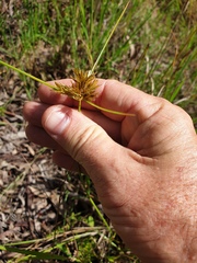 Cyperus polystachyos