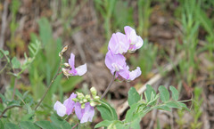 Lathyrus pauciflorus utahensis