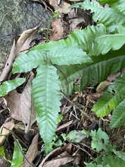 Bolbitis heteroclita