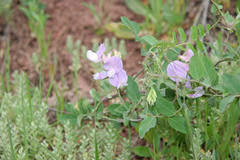 Lathyrus pauciflorus utahensis