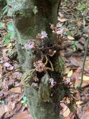 Cynometra cauliflora