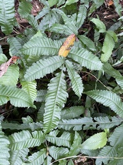 Bolbitis heteroclita