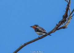 Myiagra cyanoleuca