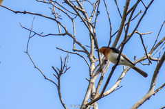 Myiagra cyanoleuca