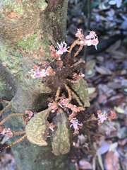 Cynometra cauliflora