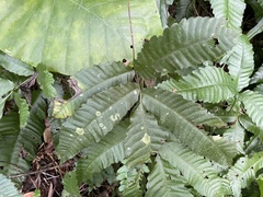 Bolbitis heteroclita