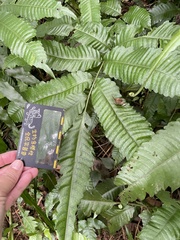 Bolbitis heteroclita