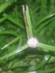 Cyperus mindorensis