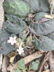 Strobilanthes reptans